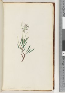 Sida 18. Conospermum longifolium Långbladiga konfröer av Unknown artist
