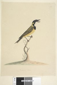 Sida 18. Naturlig storlek Golden Whistler Pachycephala pectoralis, hane, 1791-92 av Unknown artist