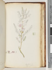 Sida 190. Melaleuca thymifolia / Timjanhonung, myrten av Unknown artist