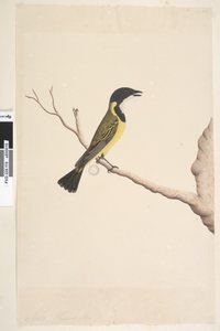 Sida 19. April. Naturlig storlek Golden Whistler Pachycephala pectoralis, hane, 1791-92 av Unknown artist