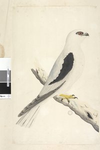 Sida 1. Falco, sedd i Augustat nedre till vänster i annan hand August naturlig storlek. Svart, axlad drake Elanus axillaris Elanus notatus, 1791-92 av Unknown artist