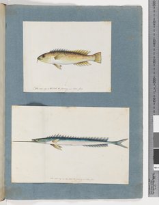 Sida 1. Oidentifierad fisk. 2. Oidentifierad fisk (akvarell på papper) av Unknown artist