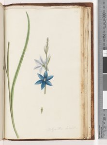 Sida 204. Thelymitra ixiodes /Fläckig solorkidé av Unknown artist