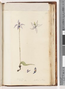 Sida 205. Glossodia. Major På. Arethusa hårig / Wax Lip Orchid av Unknown artist