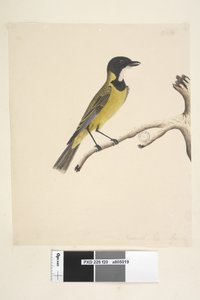 Sida 20. Naturlig storlek. April Golden Whistler Pachycephala pectoralis, hane, 1791-92 av Unknown artist