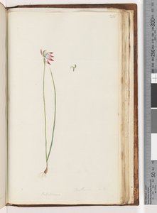 Arethusa verkligen? / Caladenia av Unknown artist
