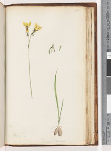 Sida 211. Form av Diuris aurea / Golden Donkey Orchid av Unknown artist