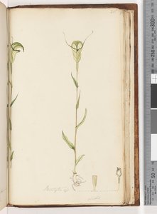 Sida 215. Pterostylis op / viridis av Unknown artist