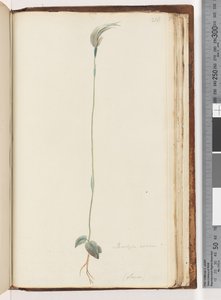 Sida 216. Pterostylis nutans? / av Unknown artist