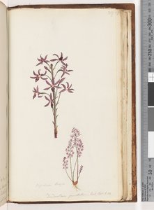 Sida 217. Dipodium Brown / Dendrobium punctatum. Exot. Bot. t. 12. Hyacint-orkidé av Unknown artist