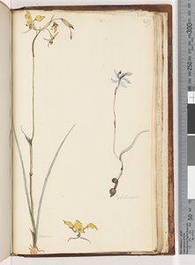 Sida 219. Caladenia / Diuris två växter av Unknown artist