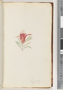Sida 21. Lambertia formosa / Mountain Devil av Unknown artist