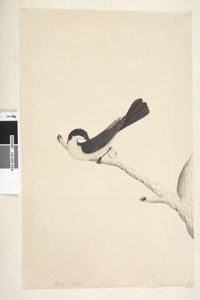 Sida 21. Musciopa. ovan titel i annan hand juni. Naturlig storlek Restless flugsnappare Myiagra inquieta Seisura inquieta, 1791-92 av Unknown artist