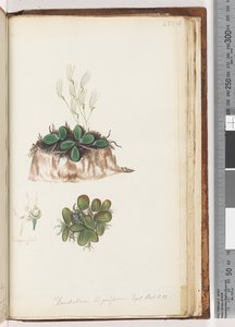 Sida 223. Dendrobium linguiforme Exot. Bot. t. 11 Tunga Orkidé av Unknown artist