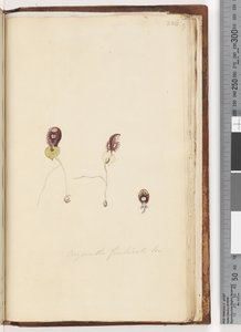Sida 226. Corysanthes fimbriata Br / Fringed Helmet Orchid av Unknown artist