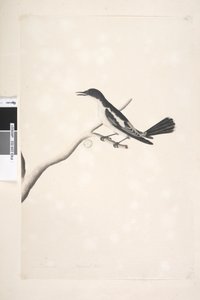 Sida 22. November, naturlig storlek Vit, Winged Triller Lalage sueurii, hane, 1791-92 av Unknown artist