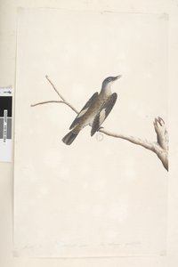 Sida 23. Maj, naturlig storlek, iris & tunga tveksam Brun trädkrypare Climacteris picumnus, 1791-92 av Unknown artist