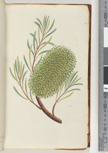 Sida 23. Namnlös blommande växt av Unknown artist