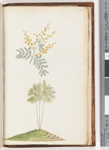 Sida 243. Namnlös blommande växt av Unknown artist