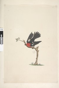 Sida 24. Naturlig storlek Scarlet Robin Petroica flerfärgad, hane, Norfolk Island, 1791-92 av Unknown artist