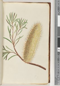 Sida 24. Namnlös blommande växt av Unknown artist