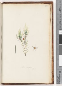 Sida 254. Ricinocarpus / ?? av Unknown artist