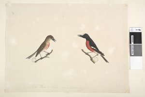 Sida 26. Två fåglar på Norfolkön av Unknown artist