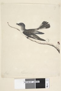 Sida 27. Maj. Hooded Robin i naturlig storlek, hona Melanodryas cucullata, 1791-92 av Unknown artist