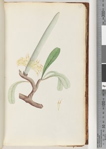Sida 29. Coast Banksia av Unknown artist