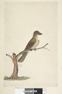 Sida 30. ...? Norfolk Island Blackbird? Aplonis fuscus, hona, 1791-92 av Unknown artist