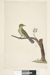 Sida 31....? Smal, näbbvit, öga Zosterops tenuirostris, 1791-92 av Unknown artist
