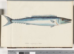 Sida 32. Barracouta av Unknown artist