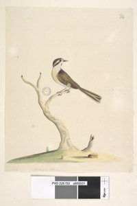 Sida 32. Oidentifierad juli, naturlig storlek. För anteckningar om försök att identifiera denna fågel, se Hindwood, K. A. The Sydney bird paintings in the Australian Zoologist, v.XIII, del 2, augusti, 1965, sid. 86 av Unknown artist