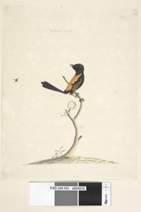 Sida 33. Naturlig storlek Röd, rygggärdsmyg Malurus melanocephalu, hane, 1791-92 av Unknown artist