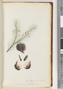 Sida 35. Conchium aciculare / Frukt mycket troget ritad hårig nålbuske av Unknown artist