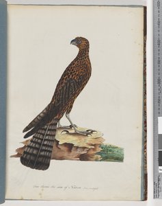 Sida 36. Röd gåhök. Utstrålad Falcon av Unknown artist