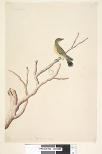Sida 36. September. Naturlig storlek Gul törnbill Acanthiza nana, 1791-92 av Unknown artist