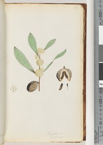 Sida 37. Conchium nervosum (akvarell) av Unknown artist