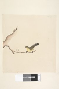 Sida 37. Oktober. Naturlig storlek Gul törnbill Acanthiza nana, 1791-92 av Unknown artist