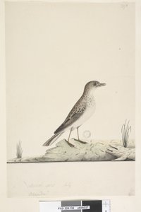 Sida 38. Alundu? ovanstående titel i annan hand Naturlig storlek,  juli Pipit Anthus australis, 1791-92 av Unknown artist