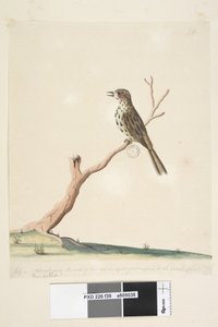 Sida 39. Fringilla. längs nedre kant i olika hand juli, naturlig storlek. Tonerna hos denna fågel är lika om inte överlägsna den engelska linnet spräcklig sångare Chthonicola sagittata, 1791-92 av Unknown artist