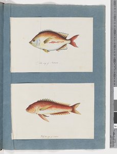 Sida 3. Oidentifierad fisk 4. Oidentifierad fisk (akvarell på papper) av Unknown artist