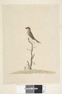 Sida 40. Kundtjänst. Naturlig storlek Röd, pannfink Neochmia brevis Aegintha brevis, 1791-92 av Unknown artist