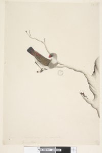 Sida 41. Frans. ovan titel i annan hand juni. Naturlig storlek. Iris tvivlande Diamond Firetail Stagonopleura guttata, omogen, 1791-92 av Unknown artist