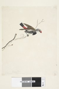 Sida 43. Frans. nedan titel i annan hand februari. Naturlig storlek Diamond Firetail Stagonopleura guttata, 1791-92 av Unknown artist