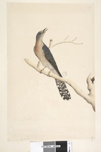 Sida 44. Cuculus. ovan titel, i annan hand Naturlig storlek. i övre vänstra hörnet i tredje hand B och i nedre vänstra Går med A dvs. f.45 Fan, Tailed Cuckoo Cacomantis pyrrhophanus, hane, 1791-92 av Unknown artist