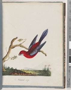 Sida 45. Crimson Rosella. Pennantian papegoja av Unknown artist
