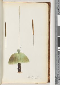 Sida 46. Xanthorrhoea Hastile Grass-träd av Unknown artist