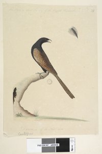 Sida 47. Centropus. i nedre mitten i annan hand. Denna fågel är ungefär lika stor som den engelska fasanen. Dras 1/3 av natl. storlek. Fasan Coucal Centropus phasianinus, 1791-92 av Unknown artist
