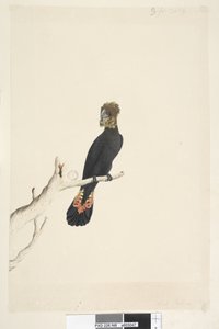 Sida 48. Svart kakadua. nere till vänster i annan hand Minskad skala till 1/3 av naturlig storlek. Blank svart kakadua Calyptorhynchus lathami, hona, 1791-92 av Unknown artist